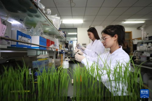 探訪北方粳稻育種栽培技術(shù)國家地方聯(lián)合工程實驗室 遼寧鉆采工程技術(shù)服務(wù)的科技創(chuàng)新之路