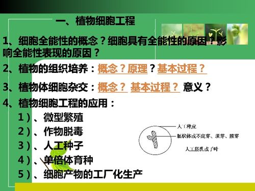植物細胞工程的奧秘 從單細胞到完整植株的奇幻之旅